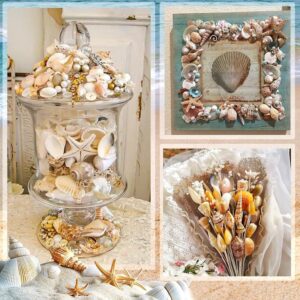 Coastal Shell Decor Set